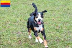 Mehr über den Artikel erfahren Entlebucher Sennenhund Züchter und Welpen in Nordholland