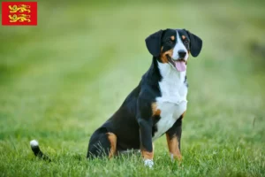 Mehr über den Artikel erfahren Entlebucher Sennenhund Züchter und Welpen in der Normandie