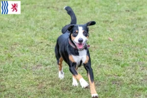 Mehr über den Artikel erfahren Entlebucher Sennenhund Züchter und Welpen in Nouvelle-Aquitaine