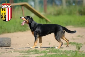 Mehr über den Artikel erfahren Entlebucher Sennenhund Züchter und Welpen in Oberösterreich