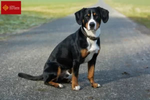 Mehr über den Artikel erfahren Entlebucher Sennenhund Züchter und Welpen in Okzitanien