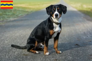 Mehr über den Artikel erfahren Entlebucher Sennenhund Züchter und Welpen in Overijssel