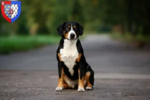 Mehr über den Artikel erfahren Entlebucher Sennenhund Züchter und Welpen in Pays de la Loire