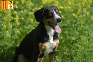 Mehr über den Artikel erfahren Entlebucher Sennenhund Züchter und Welpen in der Provence-Alpes-Côte d’Azur