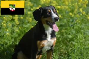 Mehr über den Artikel erfahren Entlebucher Sennenhund Züchter und Welpen in Sachsen-Anhalt