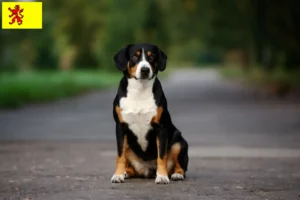 Mehr über den Artikel erfahren Entlebucher Sennenhund Züchter und Welpen in Südholland