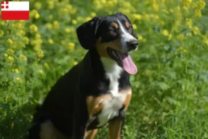 Mehr über den Artikel erfahren Entlebucher Sennenhund Züchter und Welpen in Utrecht