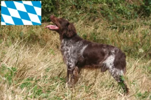 Mehr über den Artikel erfahren Epagneul Breton Züchter und Welpen in Bayern