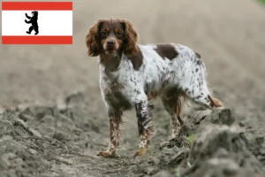 Mehr über den Artikel erfahren Epagneul Breton Züchter und Welpen in Berlin