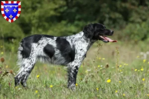 Mehr über den Artikel erfahren Epagneul Breton Züchter und Welpen in Centre-Val de Loire