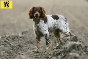 Mehr über den Artikel erfahren Epagneul Breton Züchter und Welpen in Flandern