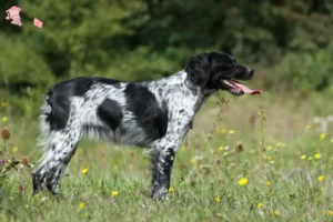 Mehr über den Artikel erfahren Epagneul Breton Züchter und Welpen in Hovedstaden