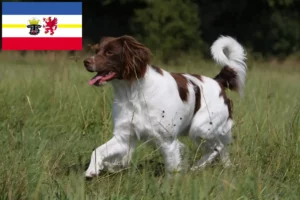 Mehr über den Artikel erfahren Epagneul Breton Züchter und Welpen in Mecklenburg-Vorpommern