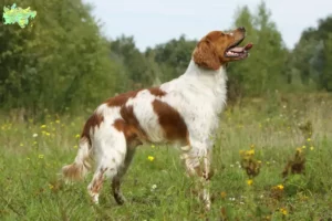 Mehr über den Artikel erfahren Epagneul Breton Züchter und Welpen in Midtjylland