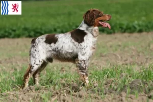 Mehr über den Artikel erfahren Epagneul Breton Züchter und Welpen in Nouvelle-Aquitaine