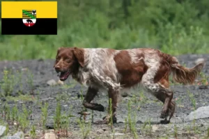 Mehr über den Artikel erfahren Epagneul Breton Züchter und Welpen in Sachsen-Anhalt