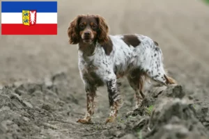 Mehr über den Artikel erfahren Epagneul Breton Züchter und Welpen in Schleswig-Holstein