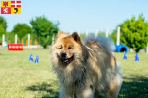 Mehr über den Artikel erfahren Eurasier Züchter und Welpen in Auvergne-Rhône-Alpes