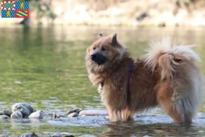 Mehr über den Artikel erfahren Eurasier Züchter und Welpen in Bourgogne-Franche-Comté