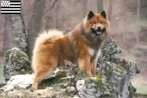 Mehr über den Artikel erfahren Eurasier Züchter und Welpen in der Bretagne