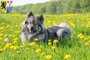 Mehr über den Artikel erfahren Eurasier Züchter und Welpen in Hauts-de-France