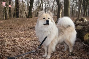 Mehr über den Artikel erfahren Eurasier Züchter und Welpen in Hovedstaden