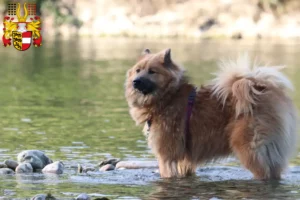 Mehr über den Artikel erfahren Eurasier Züchter und Welpen in Kärnten