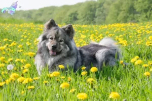 Mehr über den Artikel erfahren Eurasier Züchter und Welpen in Nordjylland