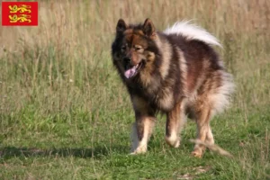 Mehr über den Artikel erfahren Eurasier Züchter und Welpen in der Normandie