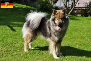 Mehr über den Artikel erfahren Eurasier Züchter und Welpen im Saarland