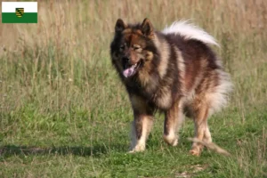 Mehr über den Artikel erfahren Eurasier Züchter und Welpen in Sachsen