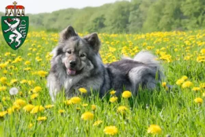 Mehr über den Artikel erfahren Eurasier Züchter und Welpen in der Steiermark