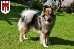 Mehr über den Artikel erfahren Eurasier Züchter und Welpen in Vorarlberg