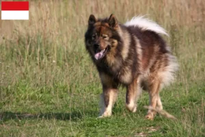 Mehr über den Artikel erfahren Eurasier Züchter und Welpen in Wien