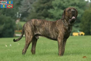 Mehr über den Artikel erfahren Fila Brasileiro Züchter und Welpen in Bourgogne-Franche-Comté