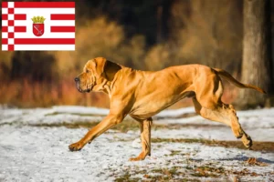 Read more about the article Fila Brasileiro Züchter und Welpen in Bremen