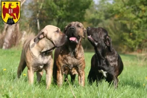 Mehr über den Artikel erfahren Fila Brasileiro Züchter und Welpen im Burgenland