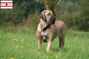 Mehr über den Artikel erfahren Fila Brasileiro Züchter und Welpen in Drenthe