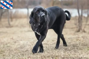 Mehr über den Artikel erfahren Fila Brasileiro Züchter und Welpen in Friesland