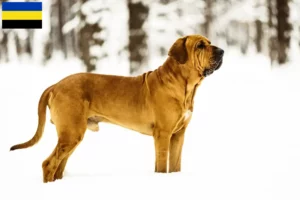 Mehr über den Artikel erfahren Fila Brasileiro Züchter und Welpen in Gelderland