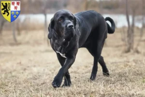 Mehr über den Artikel erfahren Fila Brasileiro Züchter und Welpen in Hauts-de-France