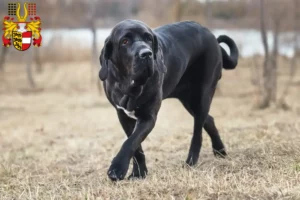 Mehr über den Artikel erfahren Fila Brasileiro Züchter und Welpen in Kärnten