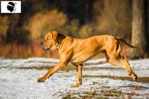 Mehr über den Artikel erfahren Fila Brasileiro Züchter und Welpen auf Korsika