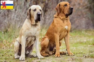 Mehr über den Artikel erfahren Fila Brasileiro Züchter und Welpen in Limburg