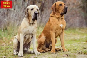 Mehr über den Artikel erfahren Fila Brasileiro Züchter und Welpen in der Normandie