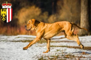 Mehr über den Artikel erfahren Fila Brasileiro Züchter und Welpen in Oberösterreich