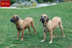 Mehr über den Artikel erfahren Fila Brasileiro Züchter und Welpen in Okzitanien