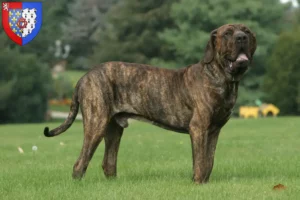 Mehr über den Artikel erfahren Fila Brasileiro Züchter und Welpen in Pays de la Loire