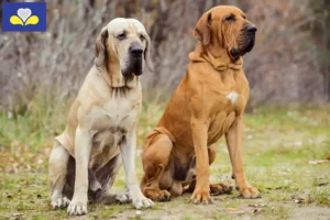 Mehr über den Artikel erfahren Fila Brasileiro Züchter und Welpen in Region Brüssel-Hauptstadt