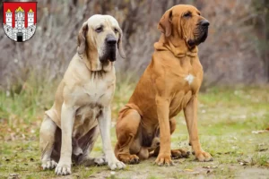 Mehr über den Artikel erfahren Fila Brasileiro Züchter und Welpen in Salzburg